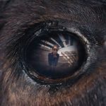 Critique « ANIMALE » (2024) : Un western fantastique camarguais